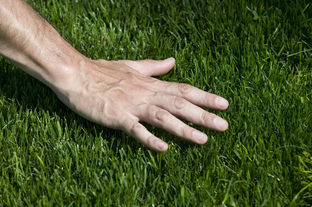 Hancock Seed Co. Common Bermuda Grass Seeds - Raw & Unhulled - 25 lbs.