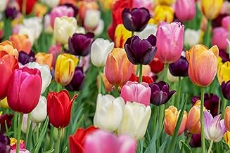 30 X Tulipa Mix - Tulipani misti - Calibro Superiore