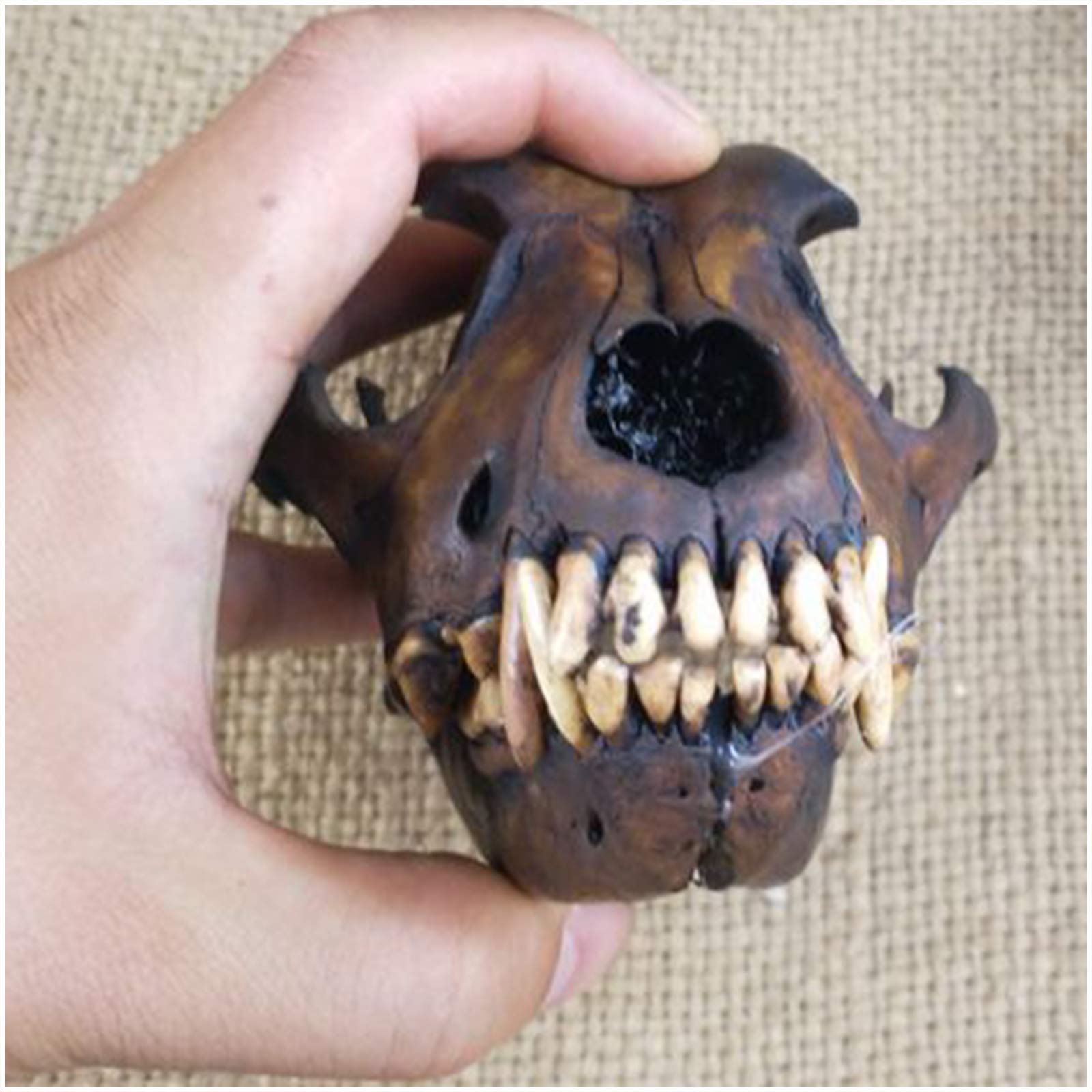 Véritable crâne de loup, taxidermie, os d'animaux, modèle de crâne pour décoration, collection art, outil enseignement vétérinaire