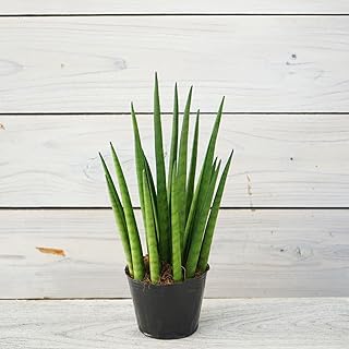 観葉植物 サンスベリア バキュラリス 1株 9cmポリポット サンセベリア 本物 空気清浄 はなみどり