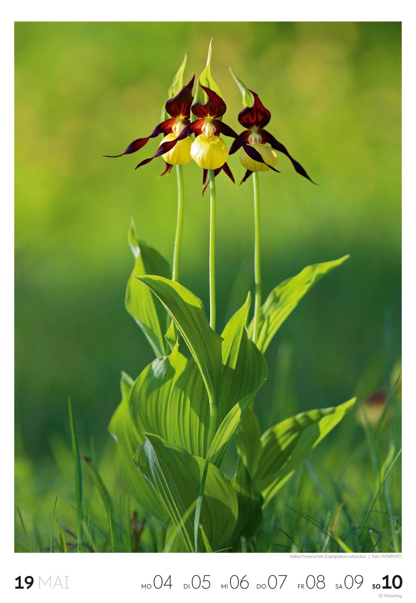 Natur Wochenkalender 2026 | Natur-Kalender mit 53 großformatigen Bildern im Hochformat (29x42 cm) | Heimische Flora und Fauna