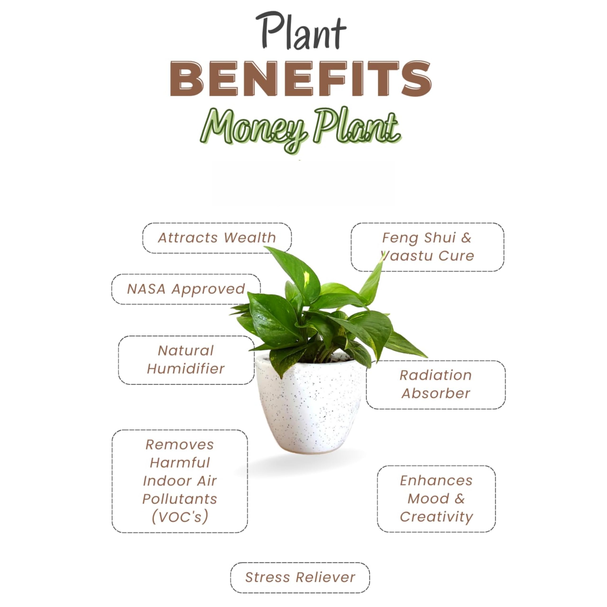 ANDHAGNAI GREENS Live Money Plant For Indoor Gardening Living Room, Office  Desk and Bed room With Pot Golden Pothos : Amazon.in: Garden & Outdoors
