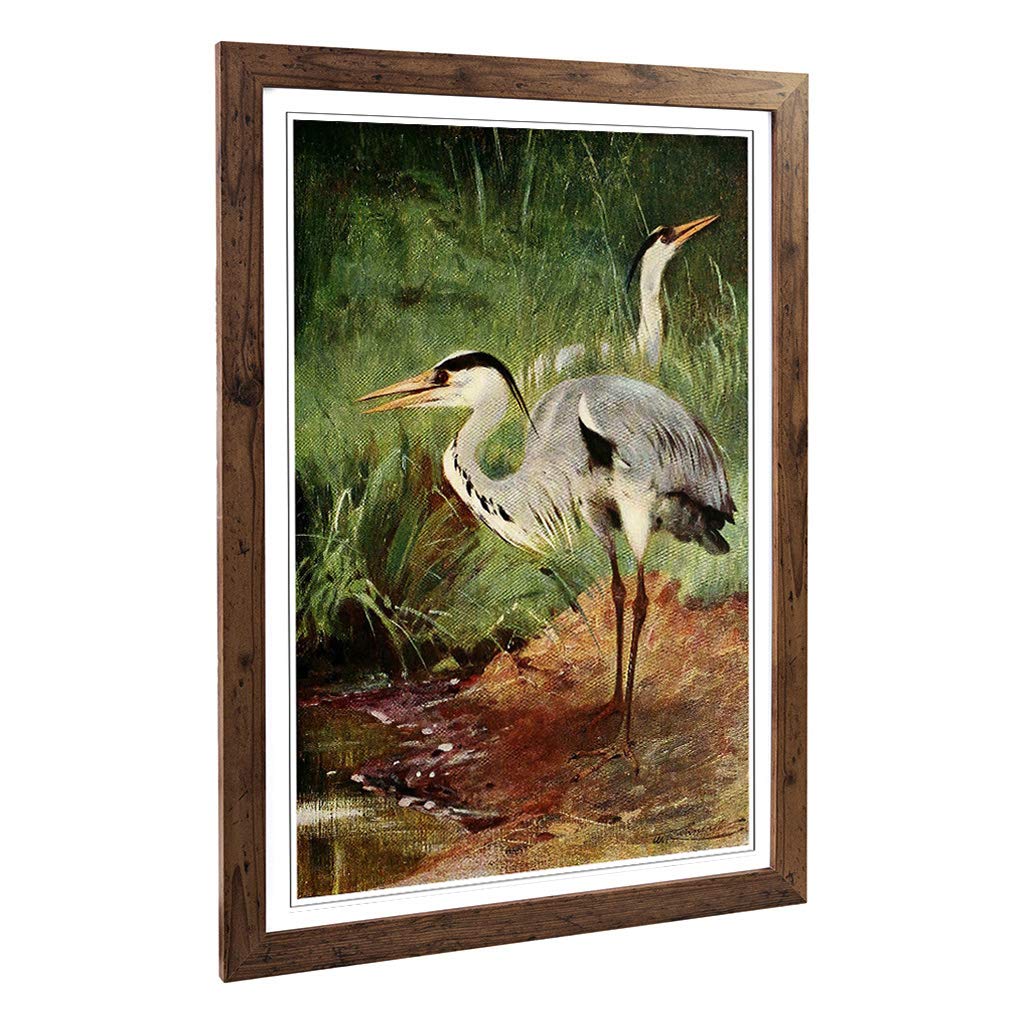 Big Box Art Framed Print of Vintage W Kuhnert Heron Design | Wall Art Picture | Home Decor for Kitchen, Living, Dining Room, Bedroom, Hallway, Office, Walnut, A2 / 24.5x18 Inch / 62x45cm