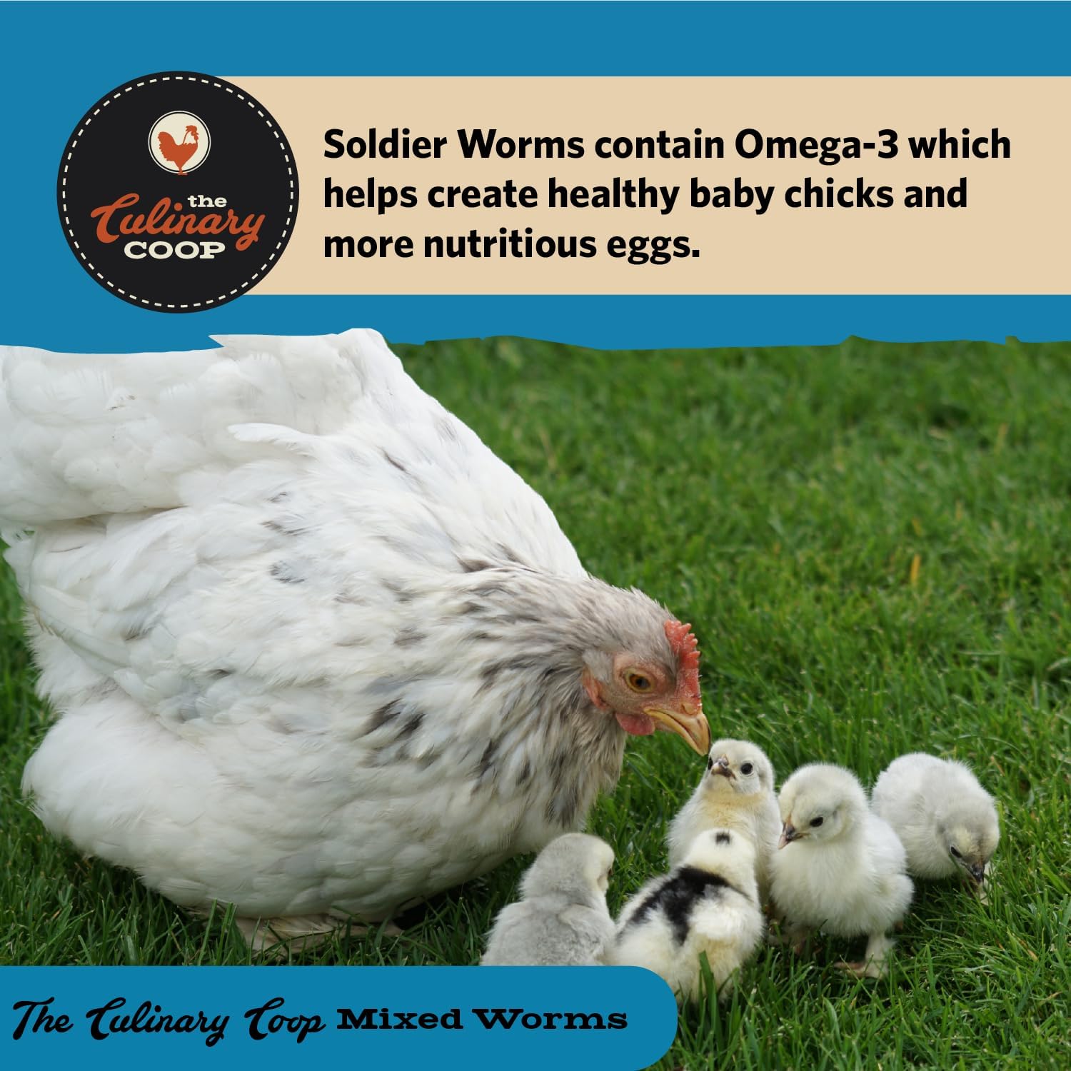 Fluker's Culinary Coop Bulk Dried Mealworms & Soldierworms, Premium Organic Dried Worm Mix for Chickens-High Protein & Omega 3 Chicken Feed for Wild Birds & Chicken Treats for Laying Hens, 10lbs