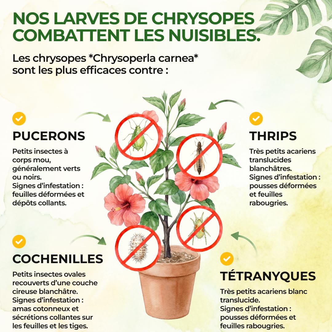 GREEN GUARDIA Power Lot de 15 sachets d'œufs de larves de chrysopes contre les pucerons et les cochenilles – Produit biologique pour lutter efficacement contre les pucerons et les cochenilles pour