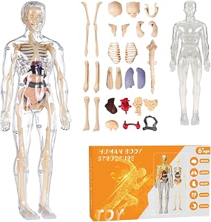 NHR 3D Human Body Model for Kids and Children, Fully Transparent 29 Pieces Anatomy Kit with Organs and Bones, STEM Learnin... Price In India