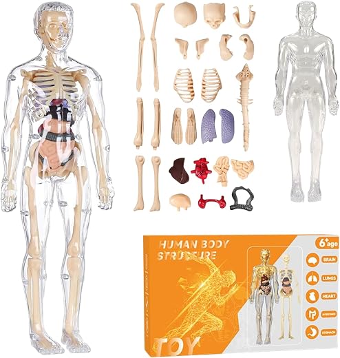 NHR 3D Human Body Model for Kids and Children, Fully Transparent 29 Pieces Anatomy Kit with Organs and Bones, STEM Learnin...