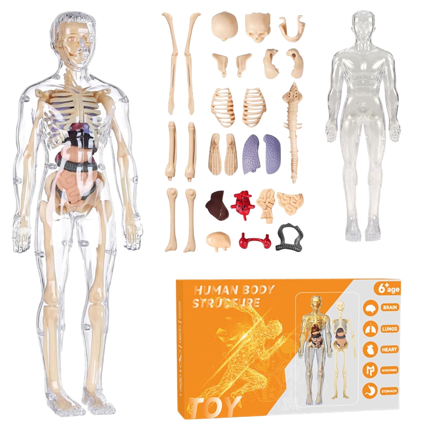 NHR 3D Human Body Model for Kids and Children, Fully Transparent 29 Pieces Anatomy Kit with Organs and Bones, STEM Learnin...
