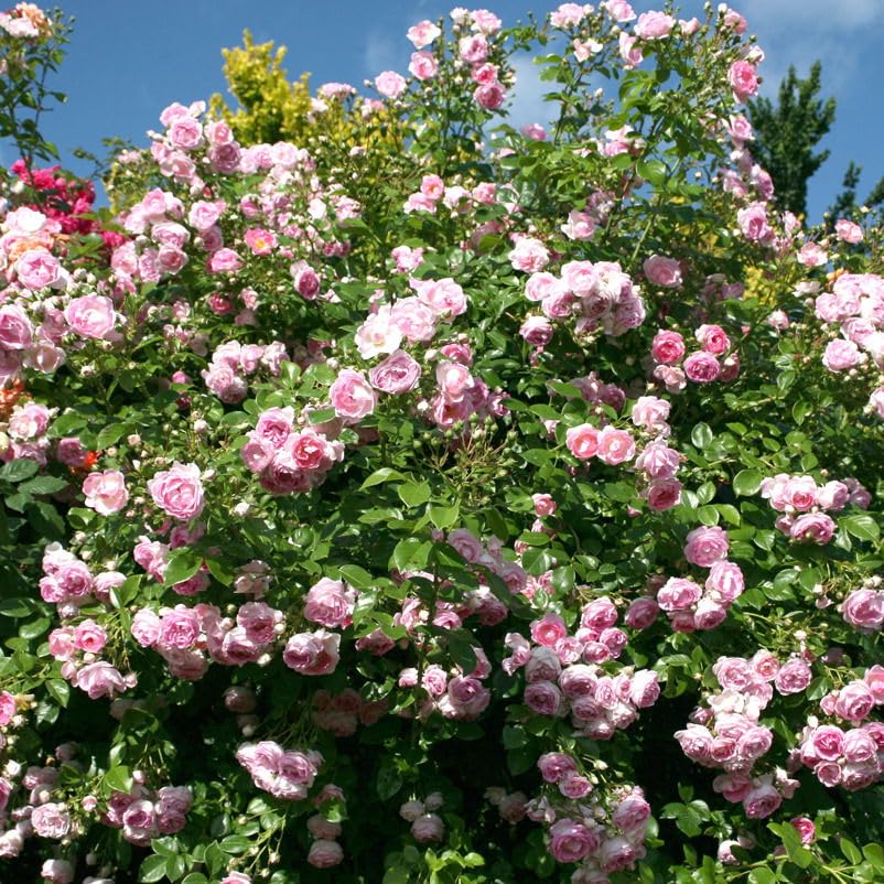 Kletterrose „Jasmina' (Premium) - violett-rosa blühende Topfrose im 6 L Topf - frisch aus der Gärtnerei - Pflanzen-Kölle Gartenrose
