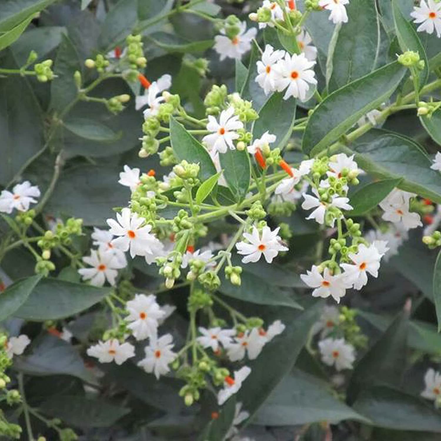 See full amazon price history chart for Sumit Greenery Parijat/Harsingar Medicine Live Plant - Outdoor Flower Plant with Pot - Pack of 1 Sumit Greenery Parijat/Harsingar Medicine Live Plant - Outdoor Flower Plant with Pot - Pack of 1 (B0C45HRQNQ) Amazon Price History, Amazon Price Tracker
