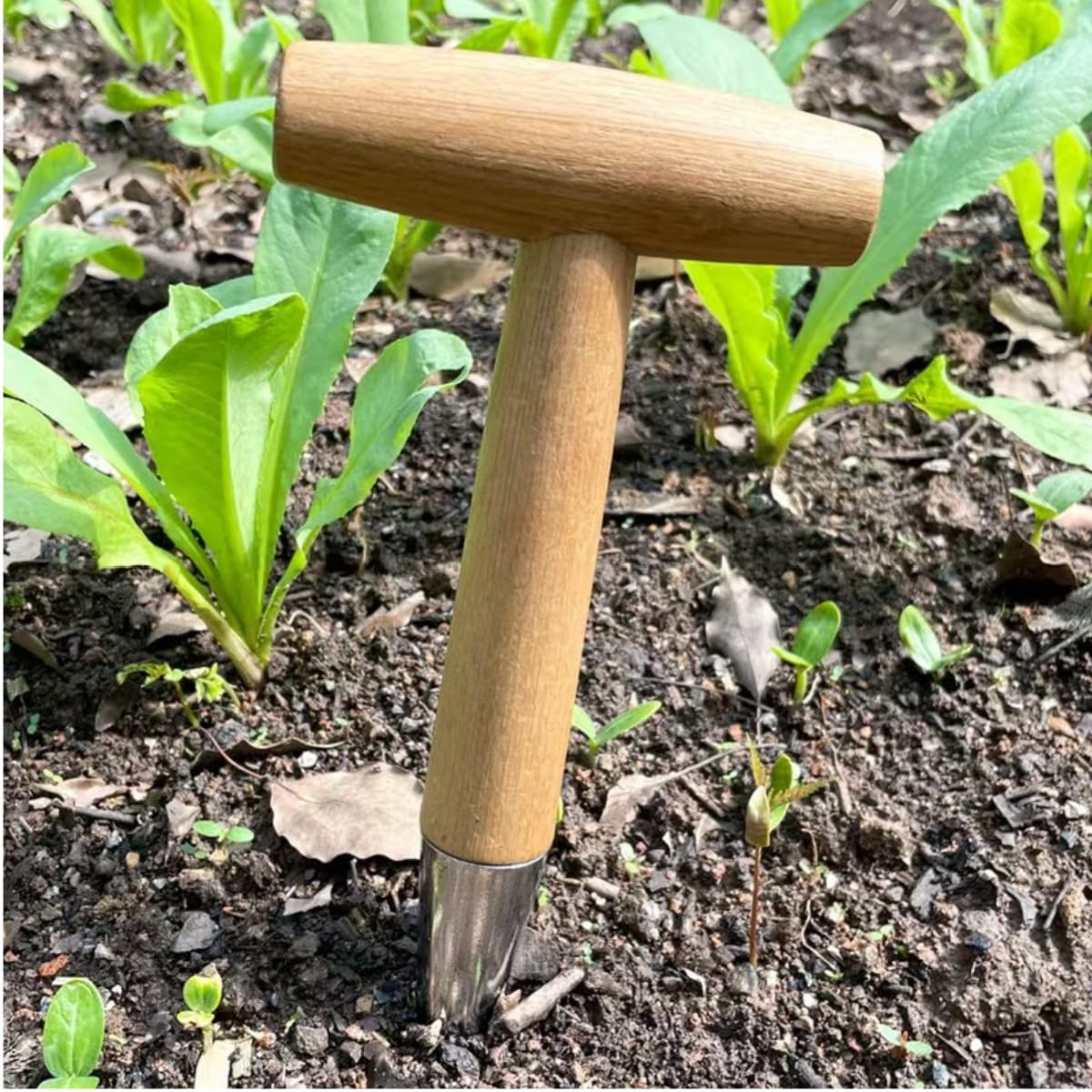 Piantatoio tradizionale,semina dibbers bulbi strumenti di piantagione bulbi in acciaio inox,maneggevole foraterra alberelli e bulbi con facilità e precisione,28 cm