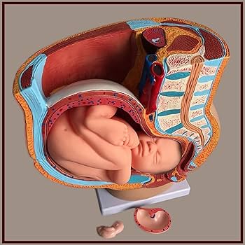 Amazon.co.jp: ヒトの妊娠 胎児の発育 9ヶ月目 胎児骨盤モデル