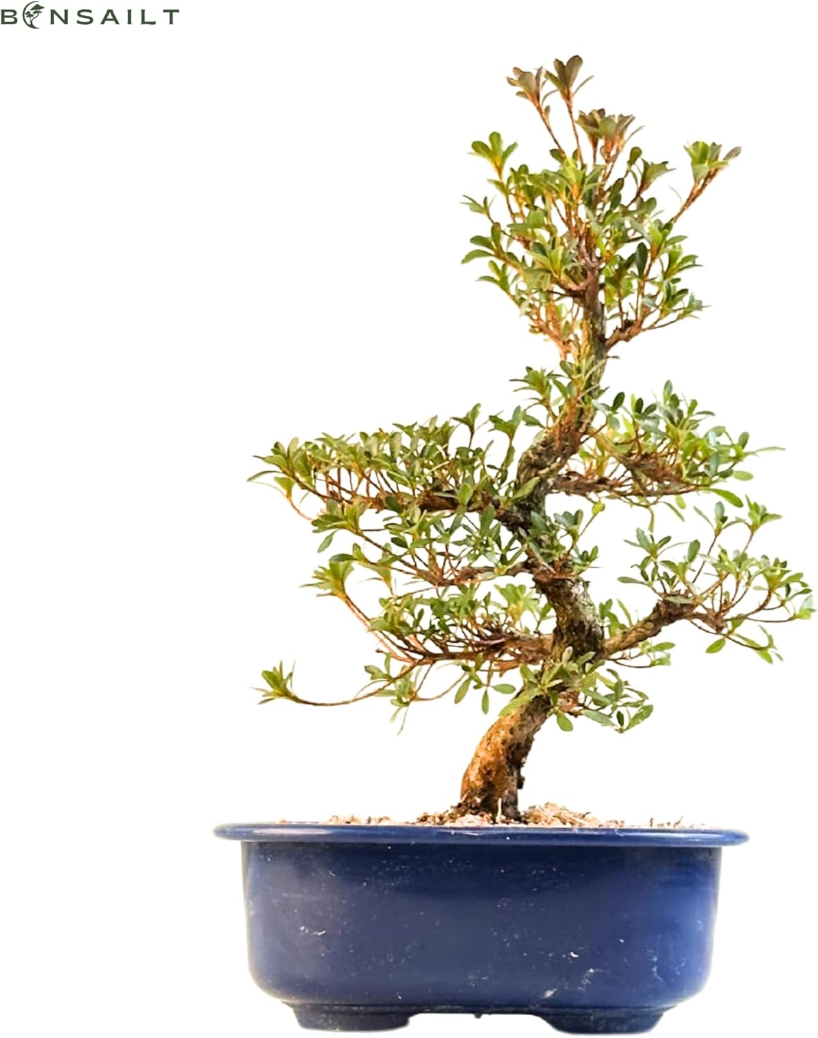 bonsai mix 1-liter Kanuma Bonsai Mix main image 1