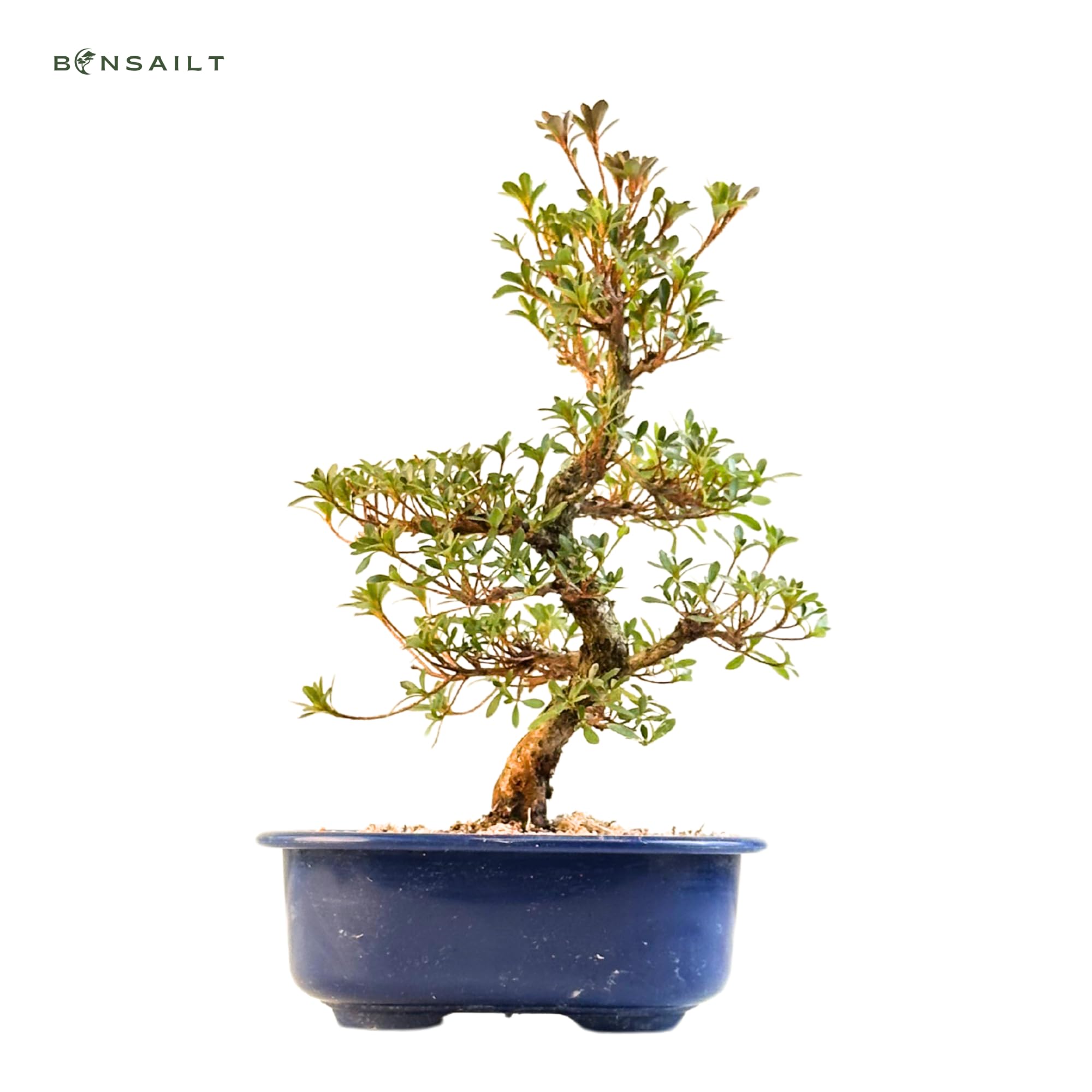 Satsuki Azalee Bonsai – 1x Japanischer Outdoor Bonsai Baum – Perfekter Anfänger- Winterhart – 18 cm Topf – Pflegeleichter Blütenbonsai – Blüht in Wunderschönen Farben