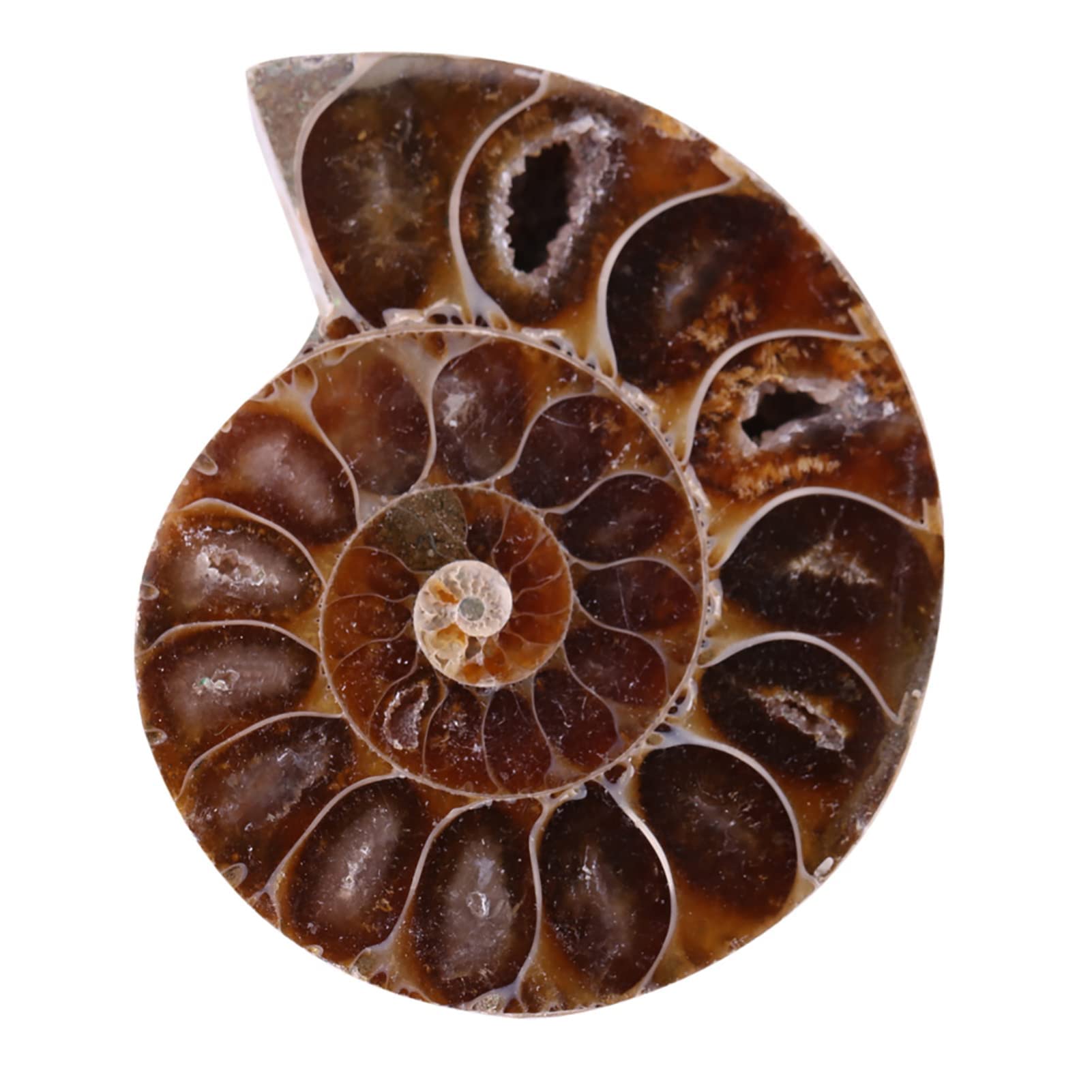 2 Pcs Ammonite Fossile Spécimen Ammonite Véritable Dinosaure Fossiles Shell Madagascar Pierres Naturelles Et Minéraux Spécimens D'enseignement Spécimen Minéral (4cm)(Diameter 4cm)