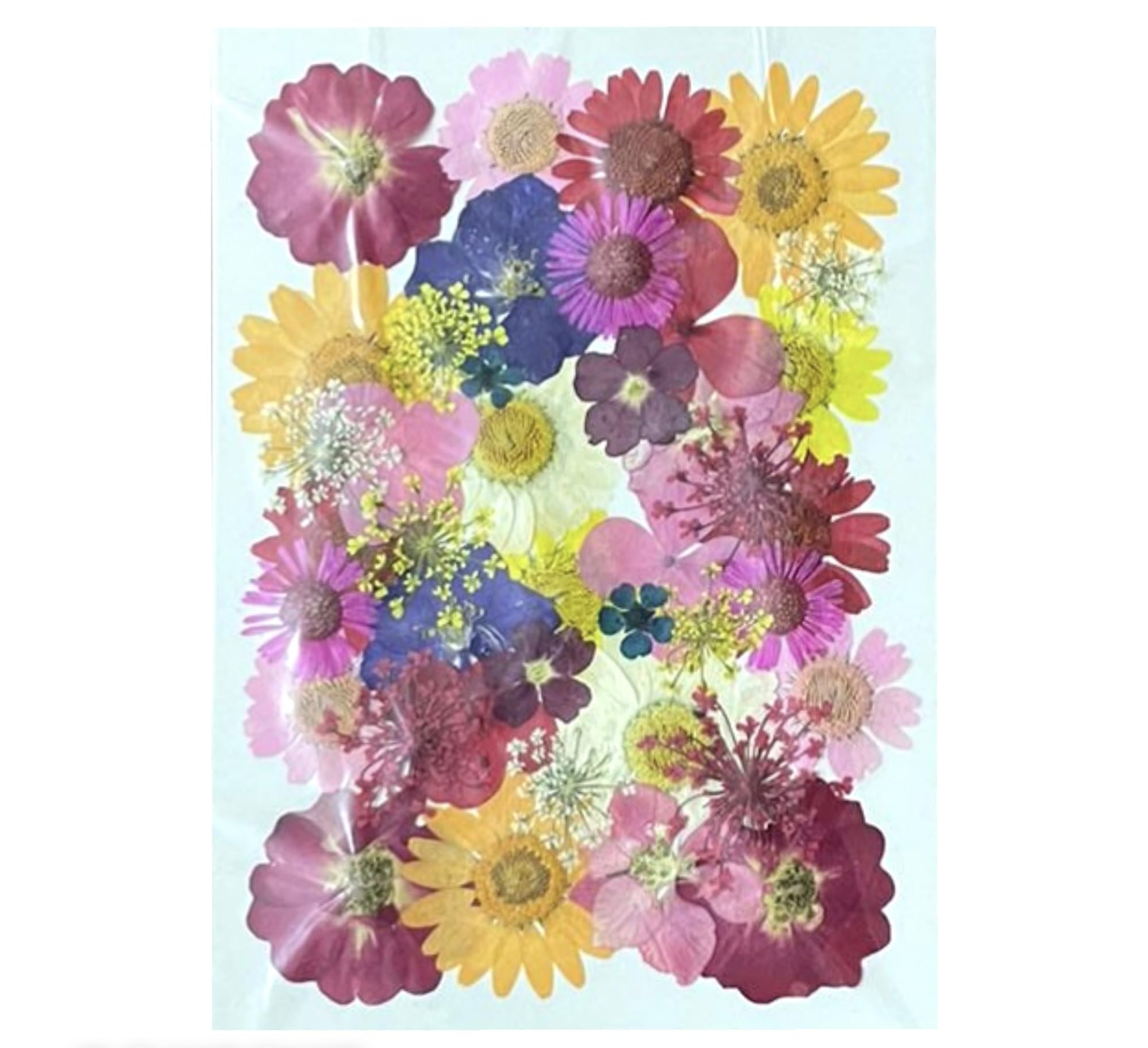 IRIKA Natural Real Dried Flowers for Art Craft - Mixed & Multicolor for Soap, Artificial Candles, Scrapbooking, DIY, Resin Jewelry, Pendant / 1 Sheet (Rose)-image-30