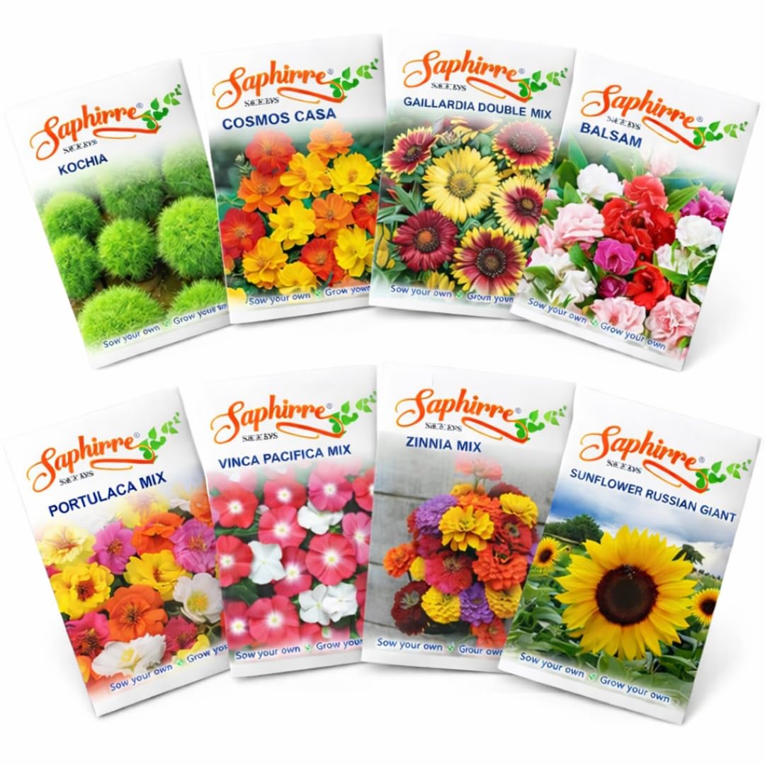 Easy to Grow 8 Summer Flower Seeds Combo| Seeds for Home Garden | Balsam, Kochia, Cosmos, Vinca, Zinnia, Gaillardia, Sunflower, Portulaca | 500+ Seeds | Best Gift for Gardeners-image-35