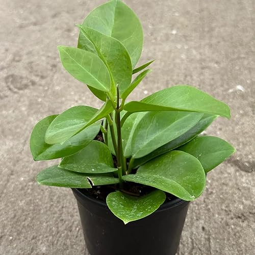 Hoya Skinneriana Live Plant  Hoya Cuttings Starter Plants  Succulent House Plants for Beginner  Rare Tropical Houseplants Plant Gifts (Heat Pack