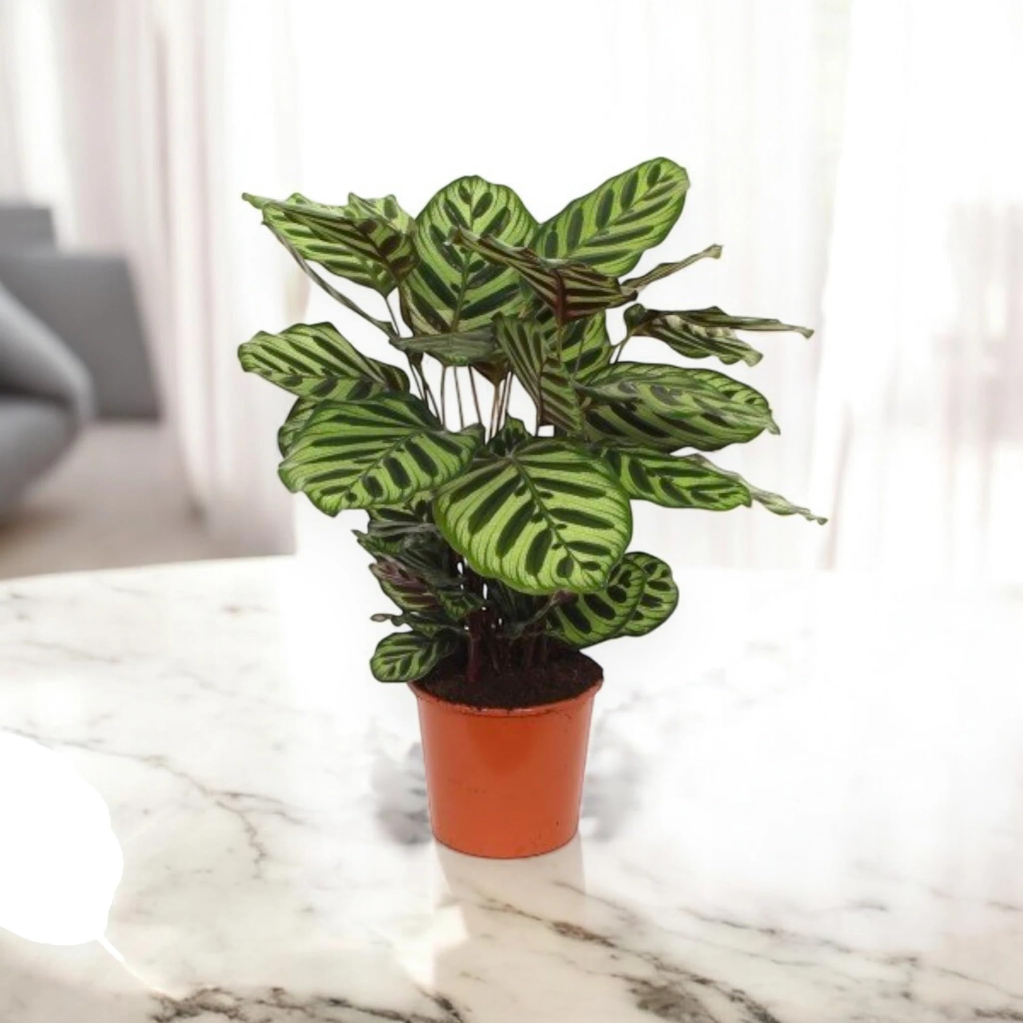 Calathea ‘Makoyana’ – Pianta da interno vera, pianta tropicale ornamentale, vaso da 17 cm, foglie decorate effetto pavone (65 cm)