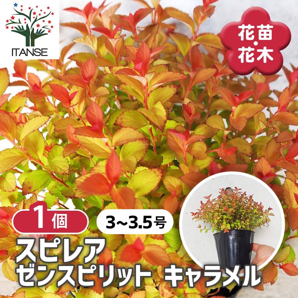 Amazon.co.jp: スピレア(シモツケ) ゼンスピリット・キャラメル