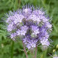 Vista 7 de Outsidepride Semillas de Phacelia Lacerada para Plantar - 1/4 lb Anual, Semillas de Flores Silvestres Tolerantes a la Sequía con Flores Violeta