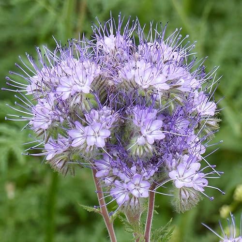 Miniatura 7 de outsidepride Lacy Phacelia Azul Violeta