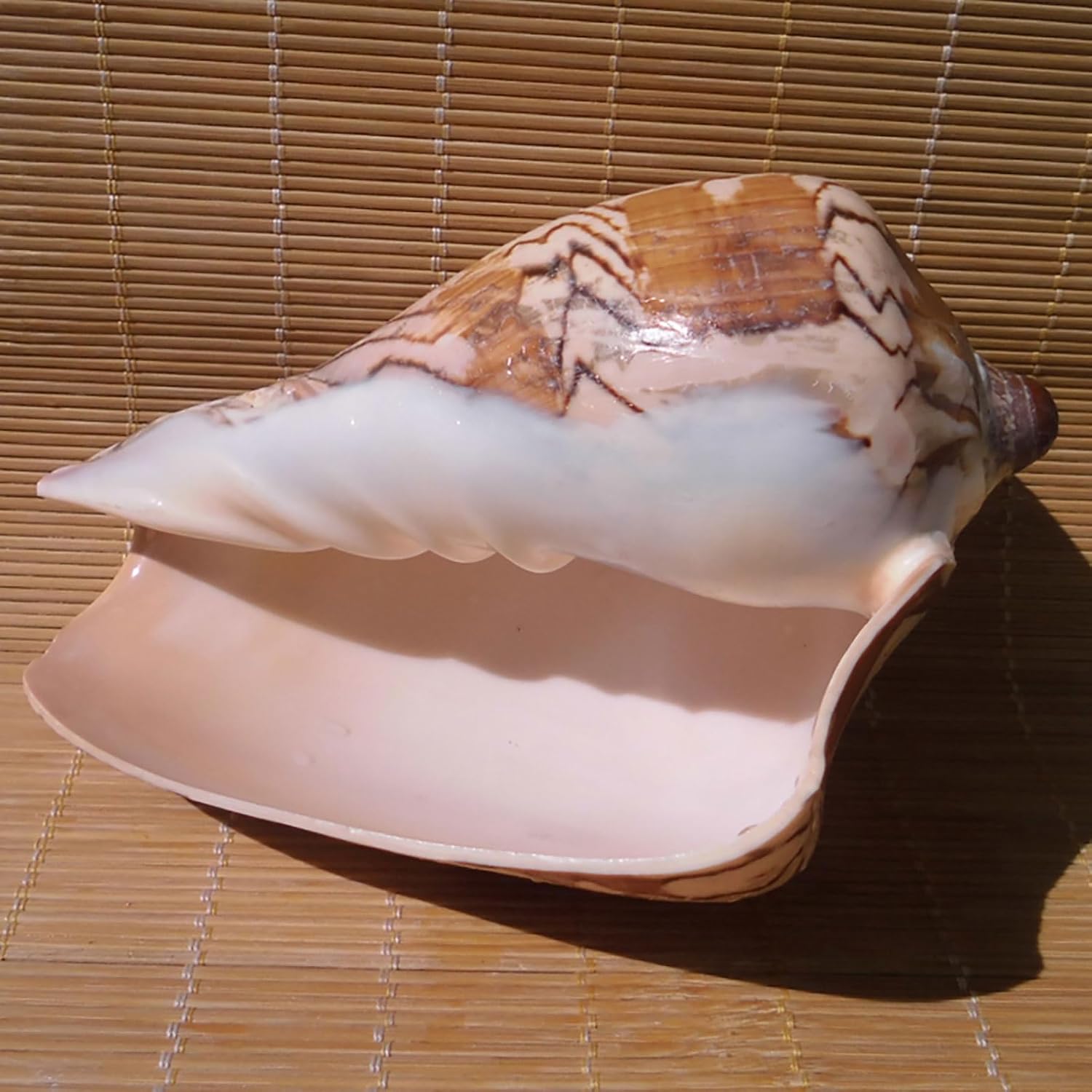 Large Sea Shells for Decoration,Large Seashells, Conch Shells Perfect for Fish Tank Wedding Decor Beach Theme Party Home Decorations DIY