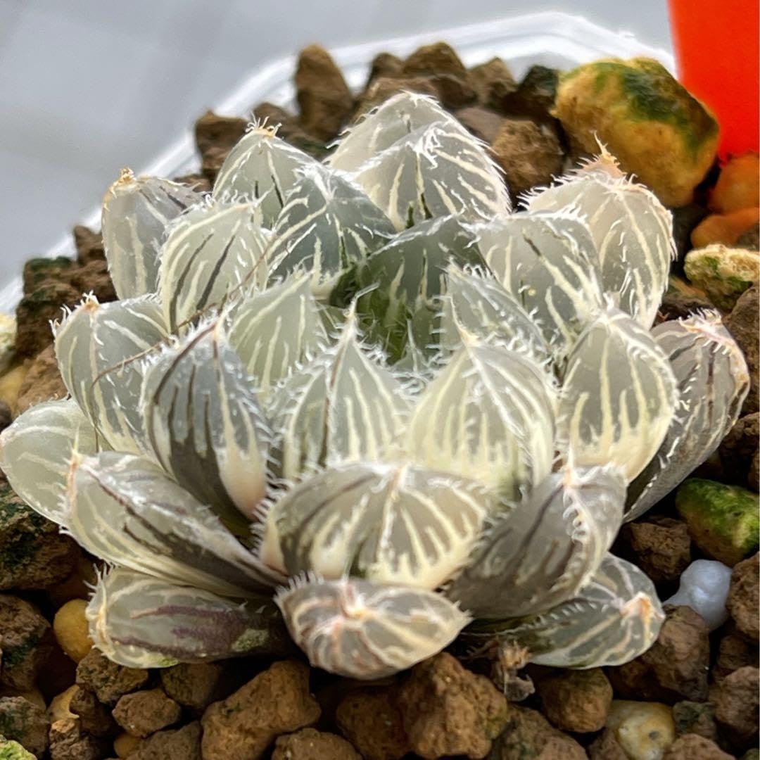 Amazon.co.jp: ハオルチア ハオルシア 多肉植物 秋祭り錦 糊斑 完璧株