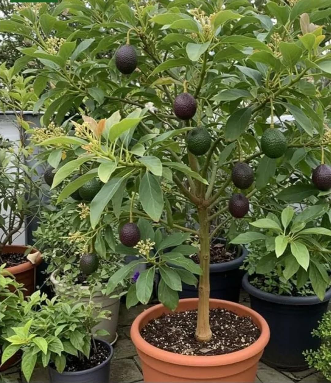 All Season Live Avocado Grafted Fruit Plant for Home Garden | Fast Growing, Grafted Fruit Tree, Terrace & Backyard, Pack of 1, All Season-image-26