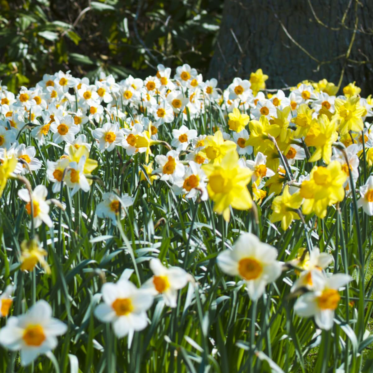 100 Mixed Dwarf Daffodil Bulbs Spring Flowering Miniature Narcissus Garden Flowers for Planting Outdoor Borders Beds Pots Containers Patio Rockery Hardy Perennial Naturalising Bulbs Size 8/10 cm