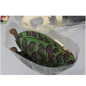 カエルlab.様 81So19Q3efL._UF1000,1000_QL80_.jpg