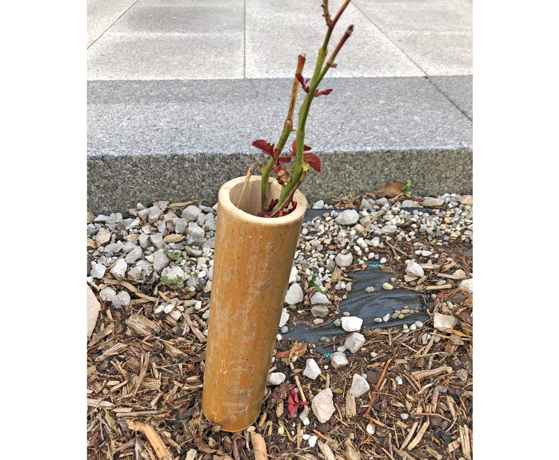 Bambus als Pflanzen- und Setzlingen Schutz, 25cm hoch - Durchmesser von 6-7,5cm - kleine Wuchsshülle