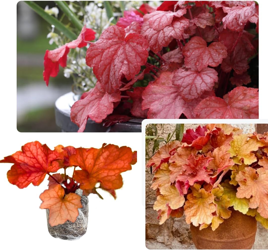 Red-Orange Coral Bells Heuchera Live Plant in 2.5 Inch Pot, Perennial and Shade Heucherella Bushes Shrubs Plant