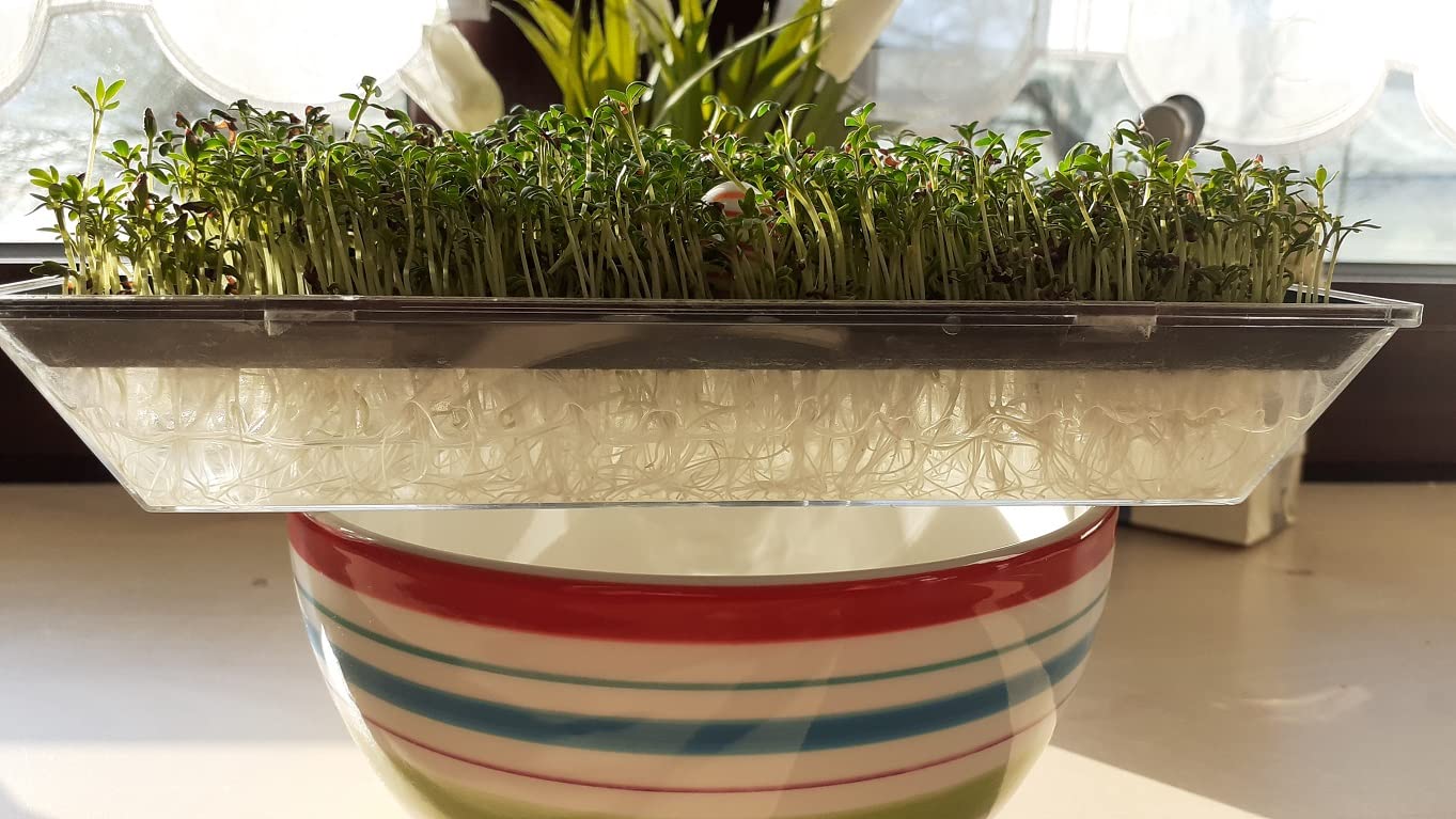 LanDixx Kresse Gartenkresse 25 kg Kressesamen