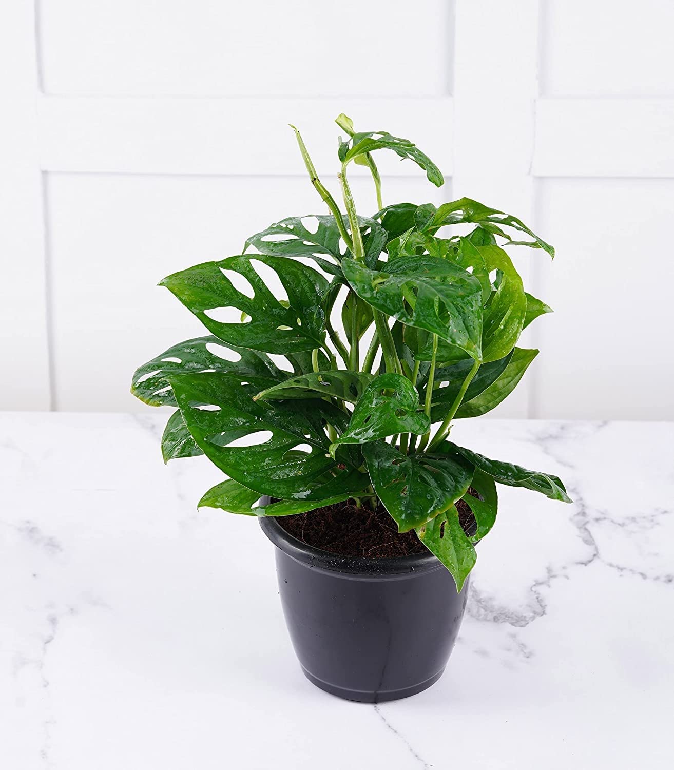Cloud Farm Broken Heart Indoor Hybrid Live Plant for Decoration, Natural Air Purification CF-24 (B0BBG9X5MH) Amazon Price History, Amazon Price Tracker