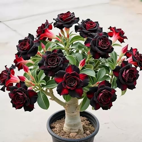 Rhizomes de rose du désert et adenium Obesum résistants à