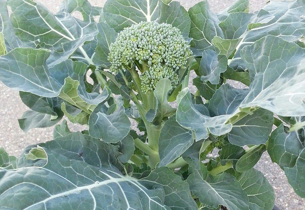 Amazon.com : Atlantis Brokali Hybrid Seeds - Hybrid Cross Between