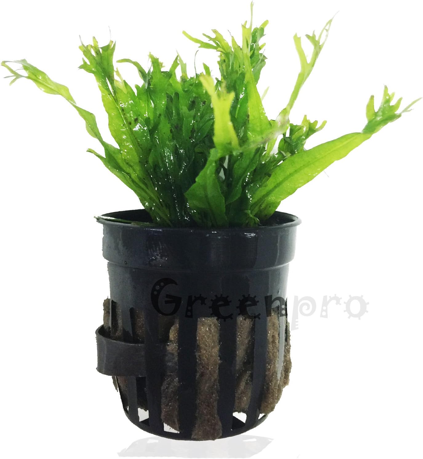 3 Water Fern Package Bolbitis | Windelov | Pteropus Hardy Leaf Live Potted Aquarium Plants for Freshwater Fish Tank by Greenpro