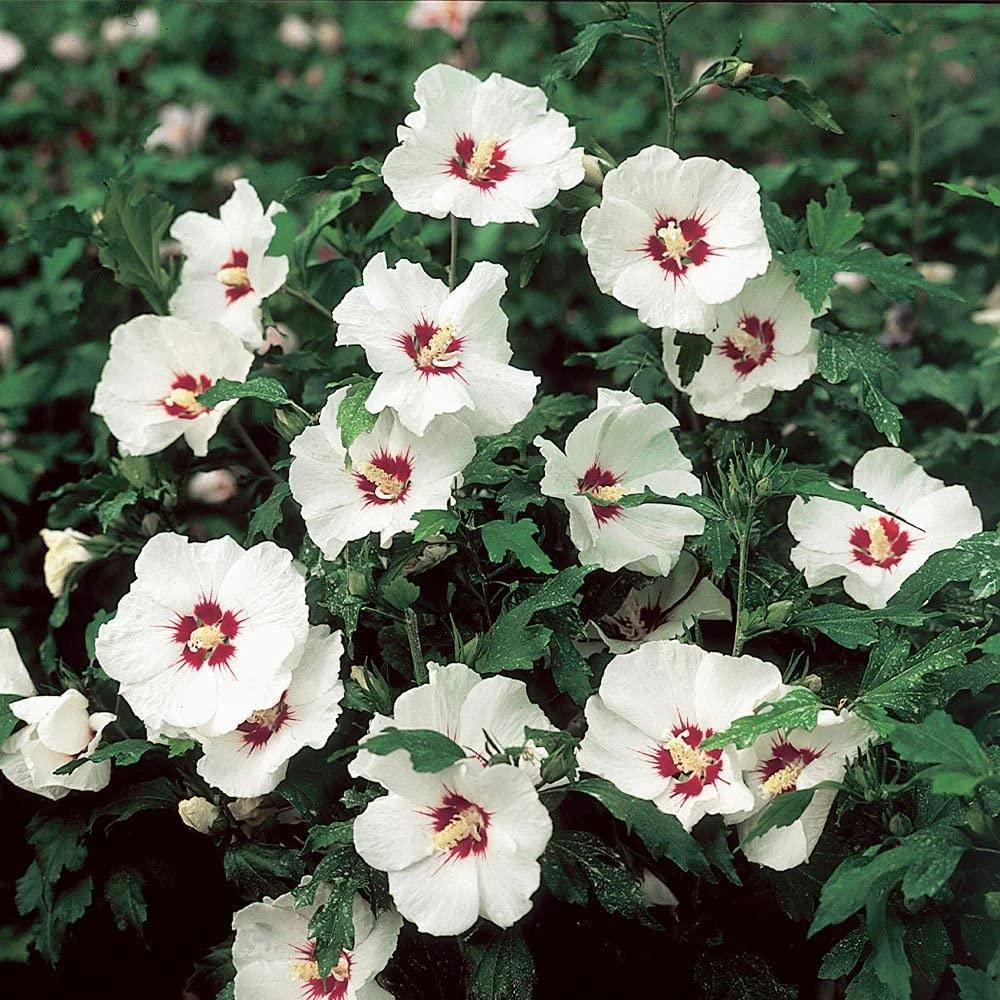 Generic Hibiscus Starter Plant
