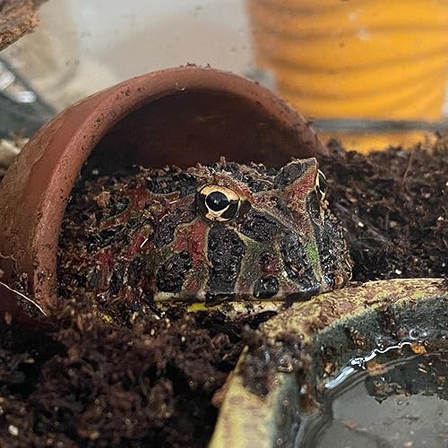 Miniatura 6 de Josh's Frogs Cuna de coco (25 litros)