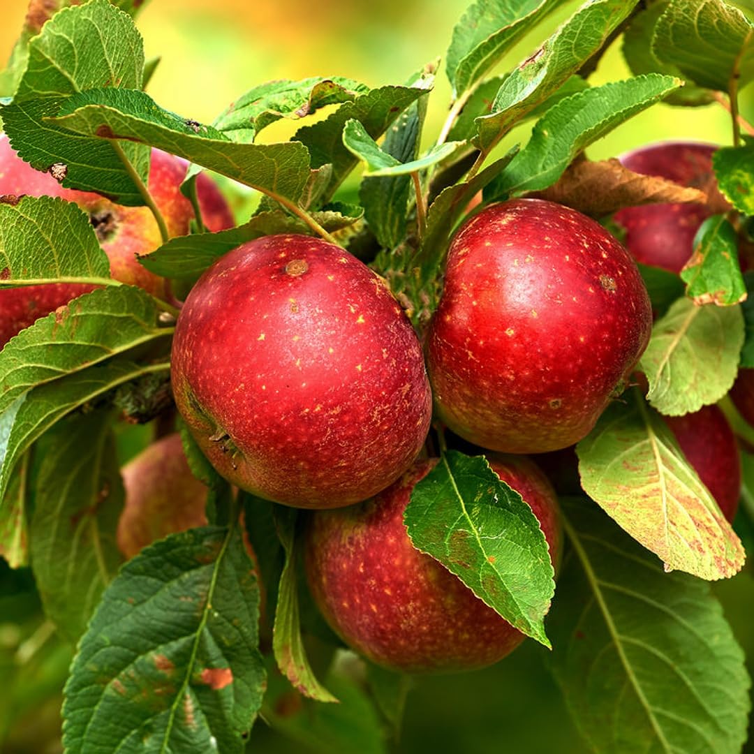Red Apple Tree (Anna) 