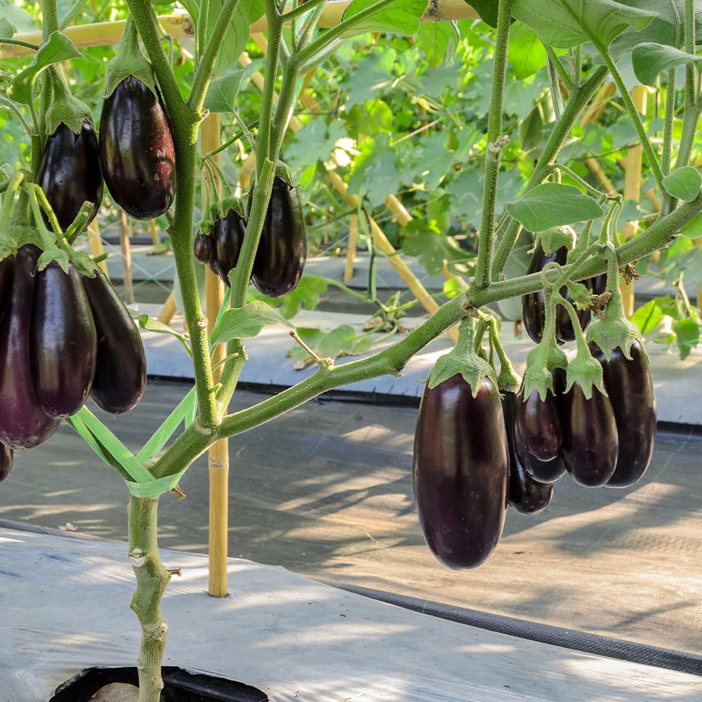 Aubergine Jewel Jet F1 Seeds – Compact Plants, Ideal for Patio Pots – for Your Beautiful Kitchen Garden