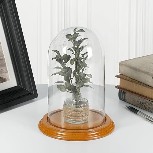 Miniatura 2 de Plymor Cúpula de cristal de 4.5" x 8" (base de chapa de roble)