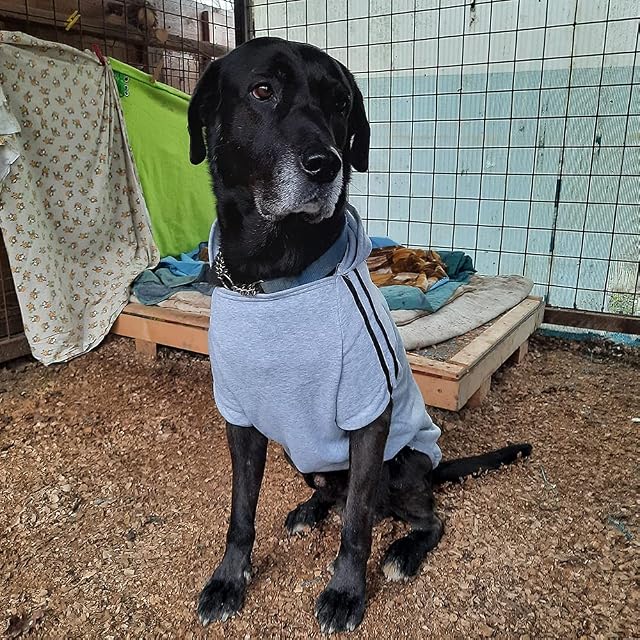 Foto 4 de 8 de Eastlion Ropa Perro Grande,Cálido Sudadera con Capucha para Perros Algodón Suéter Chaqueta Abrigo Costume…