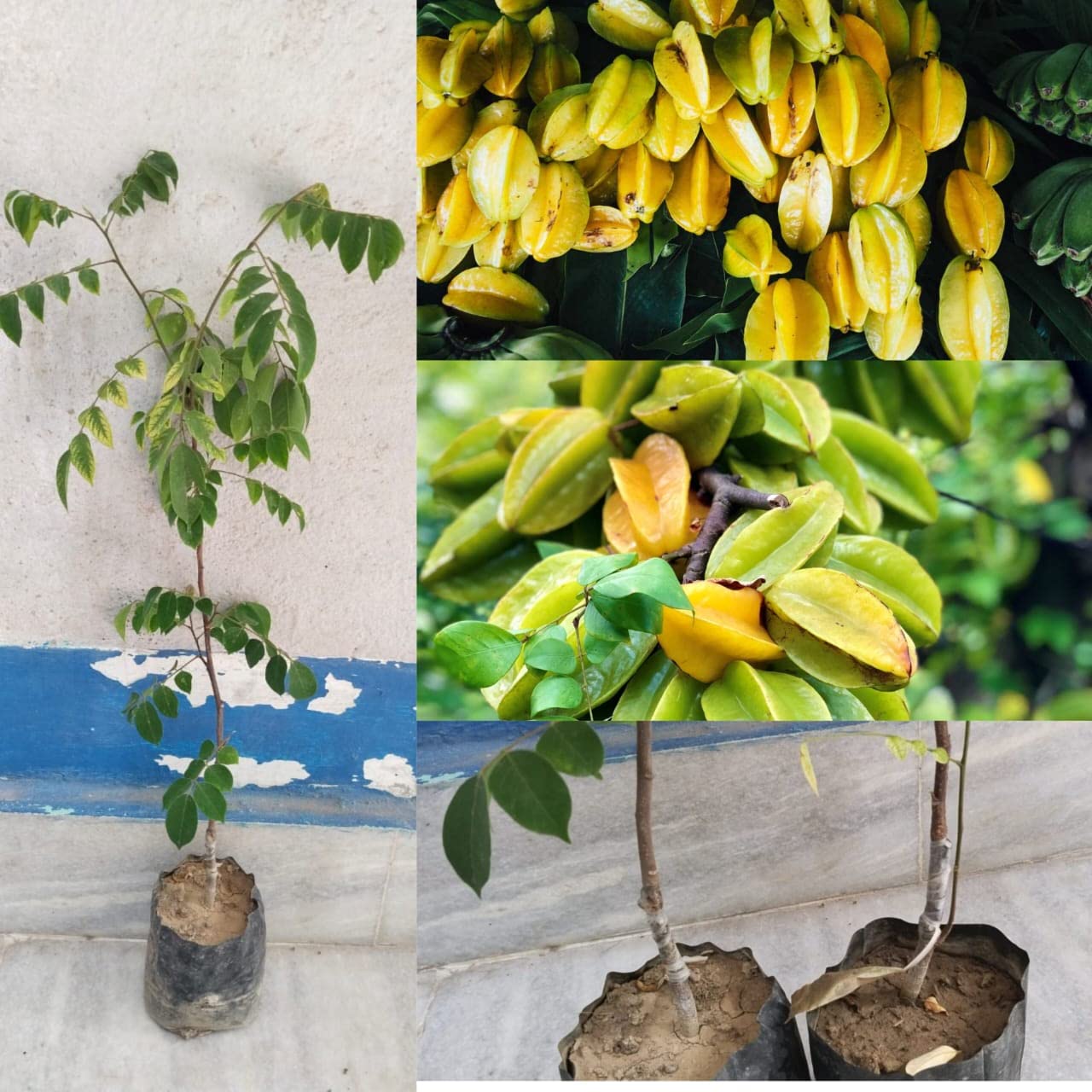 See full amazon price history chart for Natura GreenHouse Star Fruit Plant Live grafted (Plant Height 1.5-2 Ft) Grafted Star Fruit Plant Star Fruit Carambola (Kamranga) Four Times Yearly All Season Live Plant Grafted Original Variety Natura GreenHouse Star Fruit Plant Live grafted (Plant Height 1.5-2 Ft) Grafted Star Fruit Plant Star Fruit Carambola (Kamranga) Four Times Yearly All Season Live Plant Grafted Original Variety (B0BZL2L3XD) Amazon Price History, Amazon Price Tracker