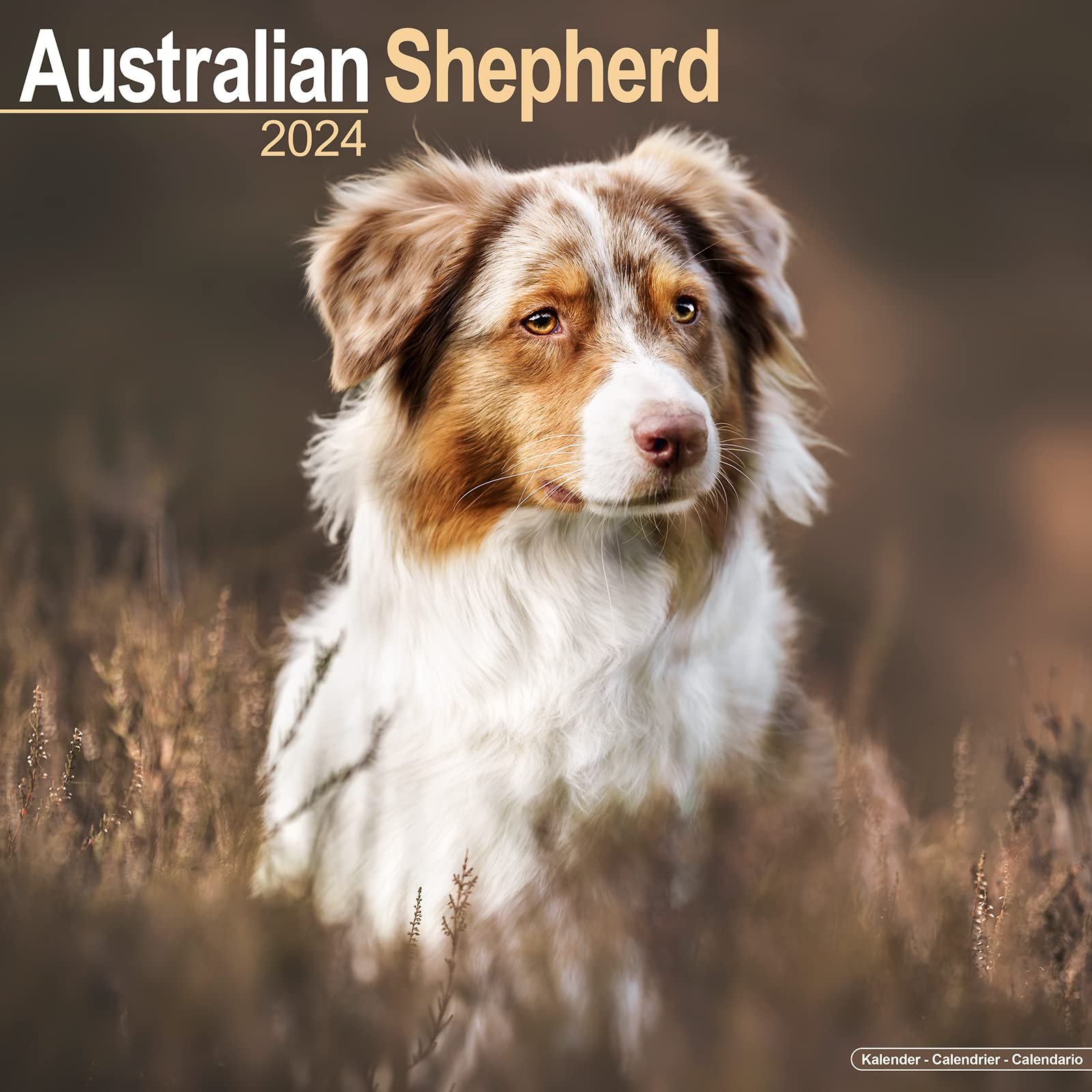 Australian Shepherd Calendar Dog Breed Calendars 2023 2024 wall