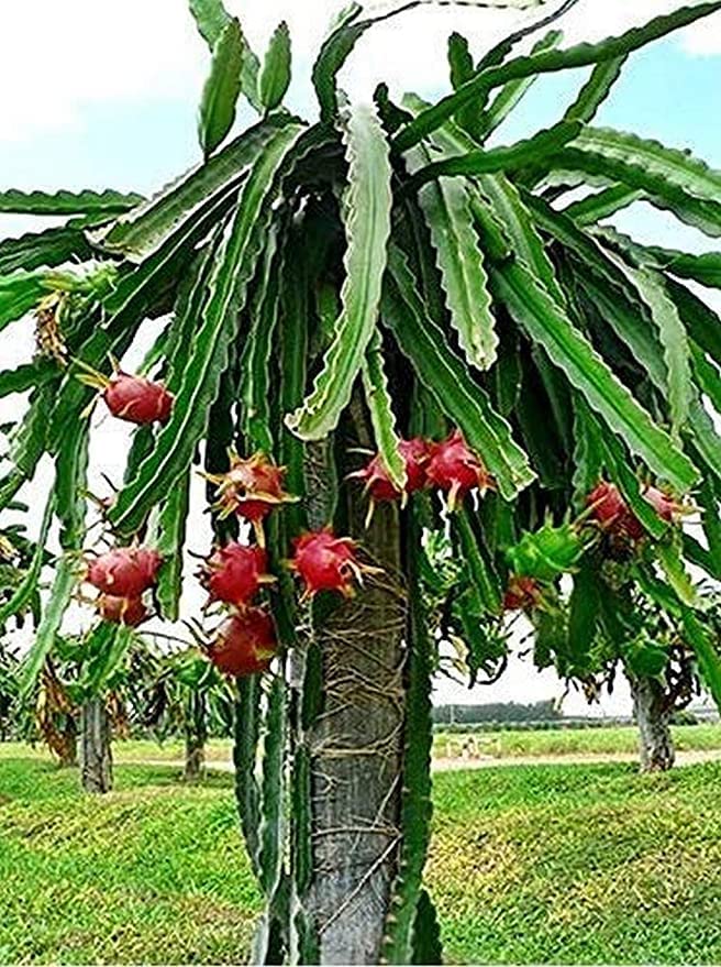 Aziz Gazi Nursery - Dragon Fruit Plant | Live Red Flesh Dragon Plant | Dragon fruit Plant with polybag (Plant Height - 8 To 9 Inc) - Image 3 thumbnail