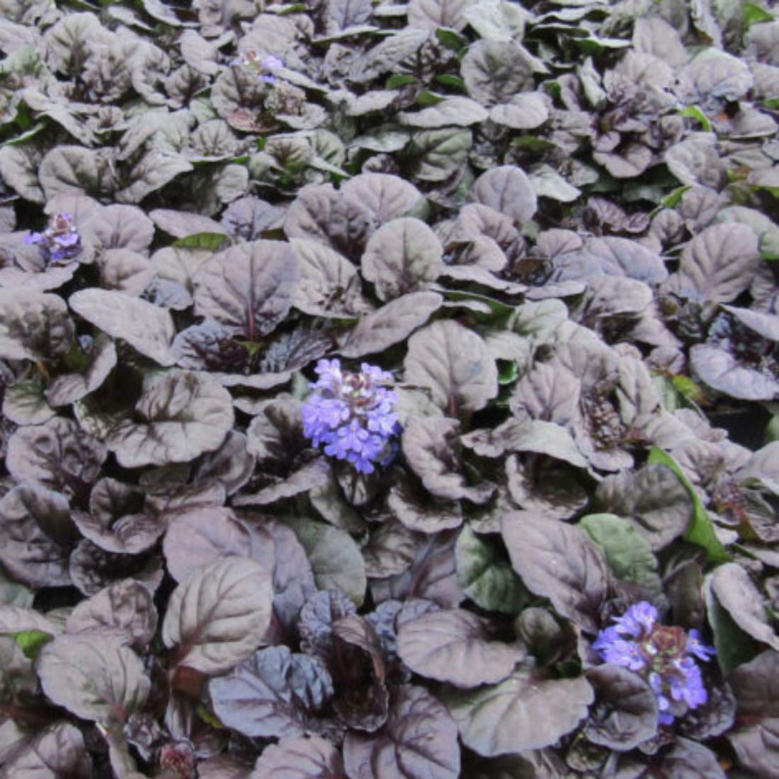 Ajuga 'Black Scallop' X 3 Plug Plants Hardy Perennial Carpet Bugle