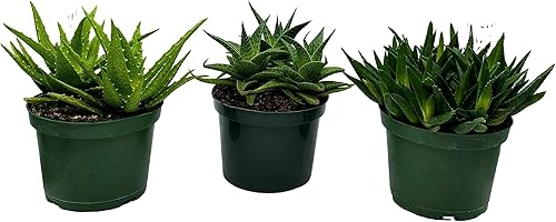 Miniatura 8 de BubbleBlooms Surtido de aloe, juego de 3 variedades de aloe, elección del cultivador en macetas de 6 pulgadas