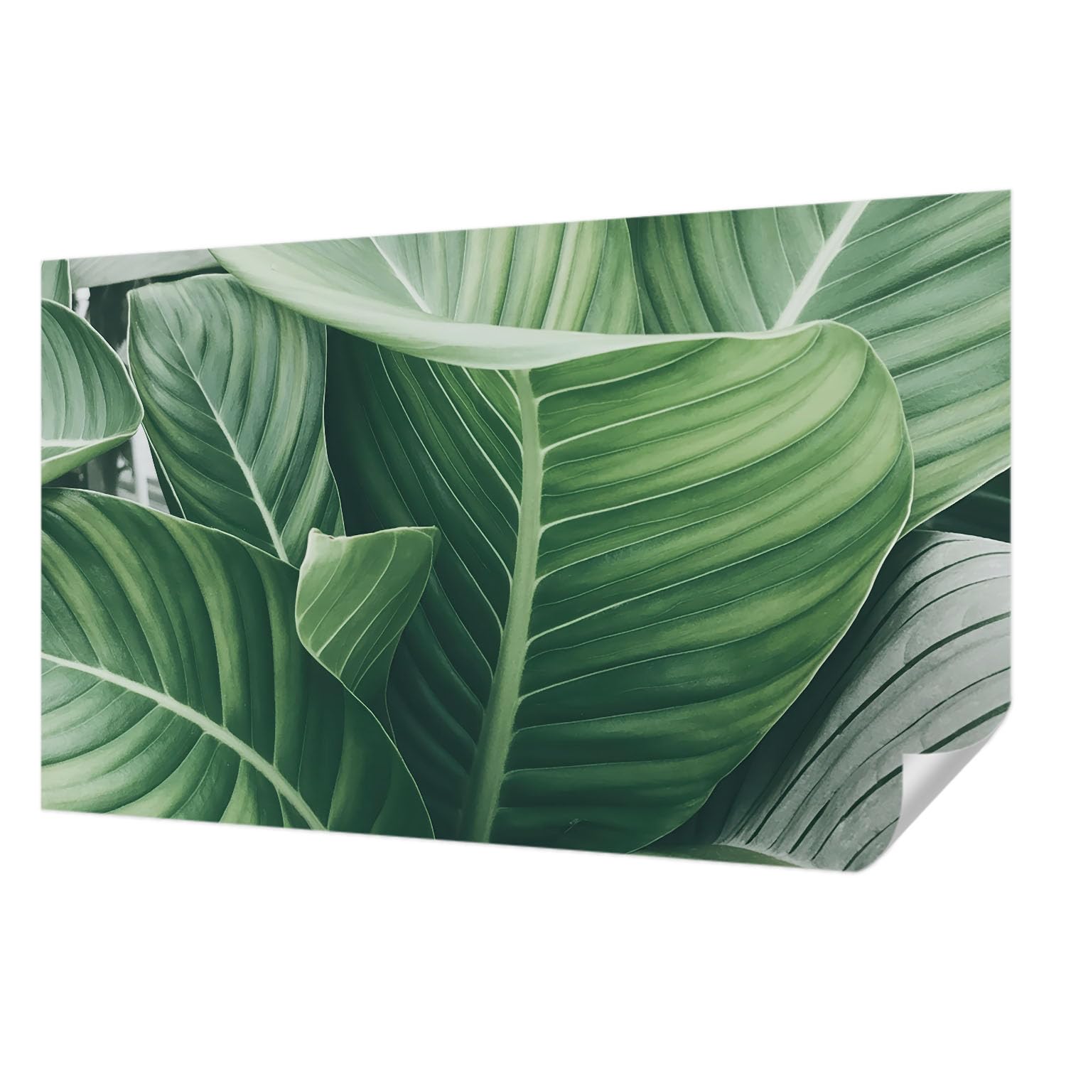 Papier peint panoramique haute qualité 416x254 cm déco murale premium Paix verte